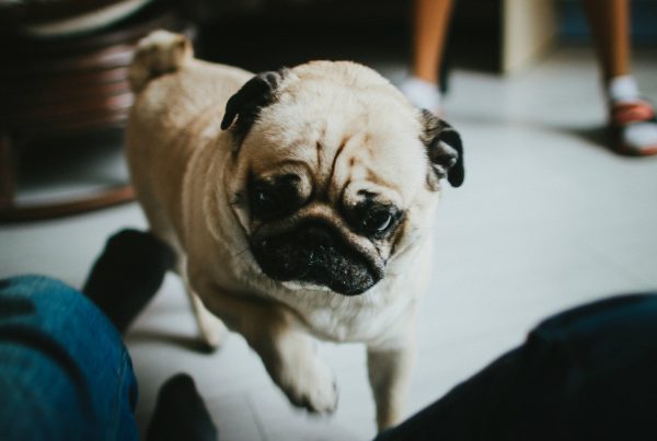 Pet Behaviour Better Behaviour Veterinary Services