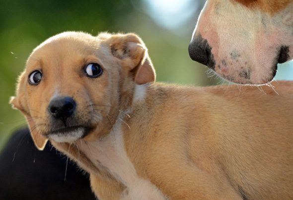 February 2018 Better Behaviour Veterinary Services